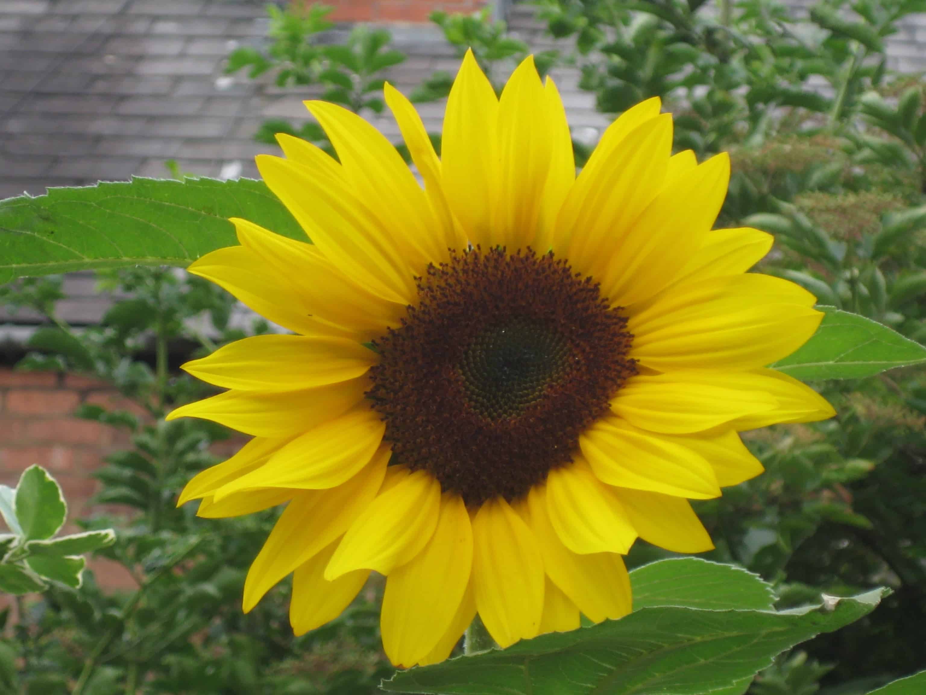 The sunflower