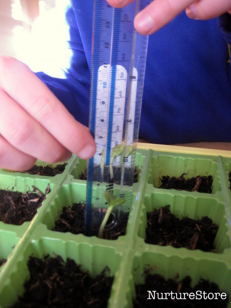 measuring sunflowers