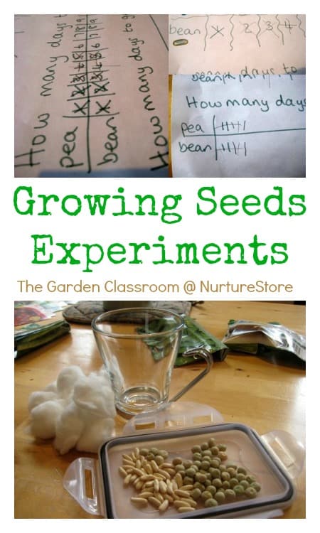 growing seeds experiments for kids