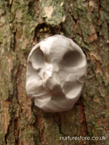 faces in trees