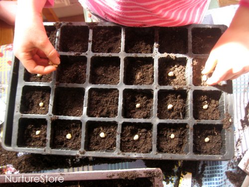 how to grow seeds