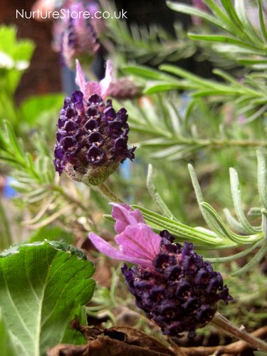 herb fairy garden