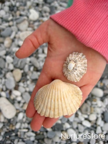 shell playdough