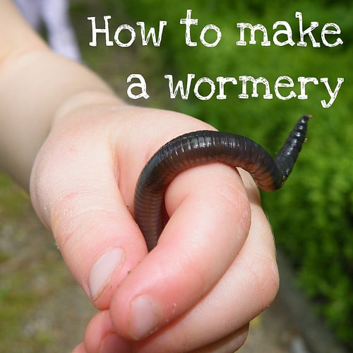 how to make a wormery