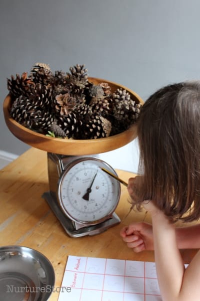 weighing math station with pine cones