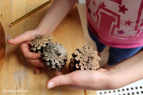 estimating math station with pine cones