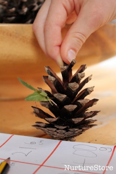 pine cone activities