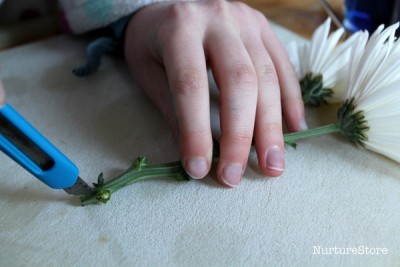 Colour Changing Flowers Experiment - NurtureStore