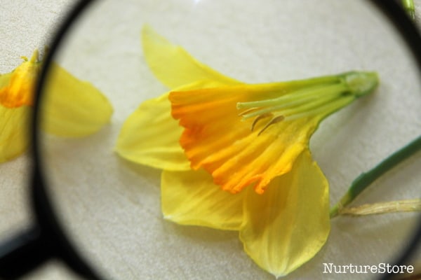 close up of daffodil