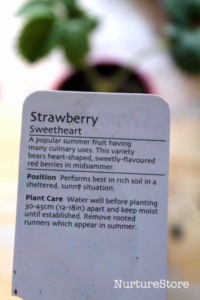 growing strawberries in containers
