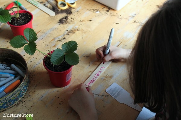 strawberry plant labels