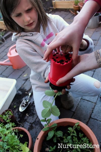 the best way to grow strawberries in containers