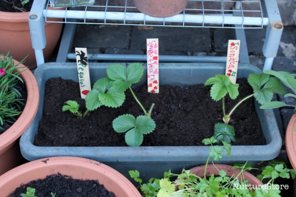 how to grow strawberry plants in containers