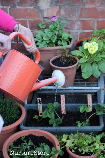 how to water strawberries