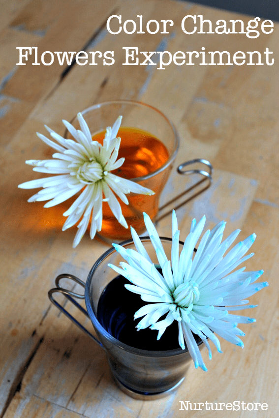 Colour changing flowers experiment - NurtureStore