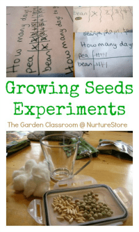 growing-seeds-experiments-for-kids