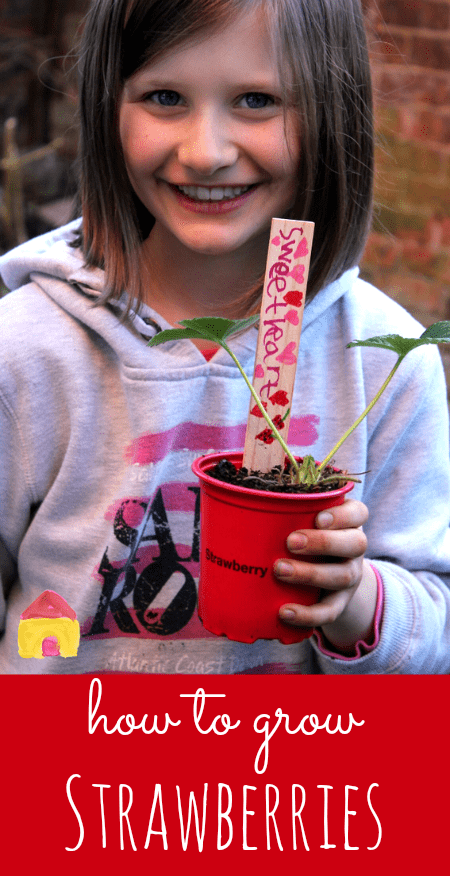 how to grow strawberries in containers - kids gardening 