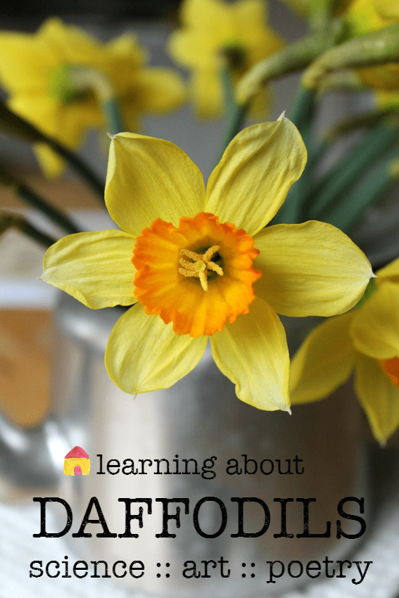 learning about daffodils :: spring science project :: daffodil art :: printable Daffodils poem