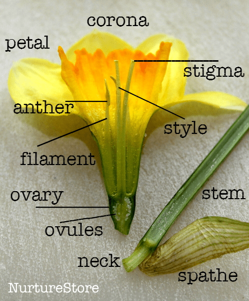 plant science experiment showing a parts of a daffodil diagram