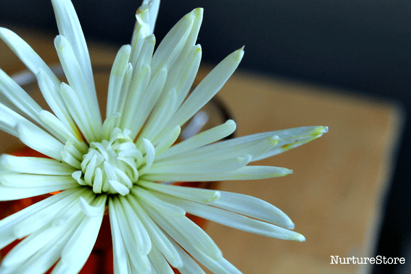 science experiment dying flowers