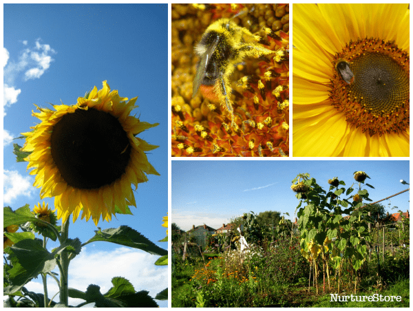 How to grow sunflowers with children - NurtureStore