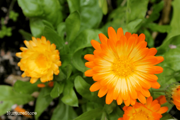 flowers sensory invitation to play