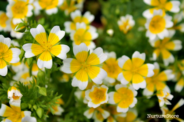 growing poached egg plants