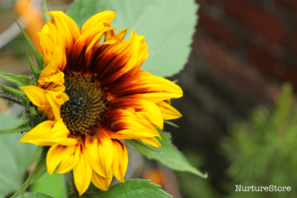growing sunflowers with children