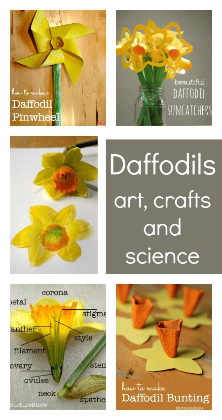 Gorgeous daffodil crafts for kids to make, plus daffodil science nature study and art ideas - great St. David's Day lesson plans