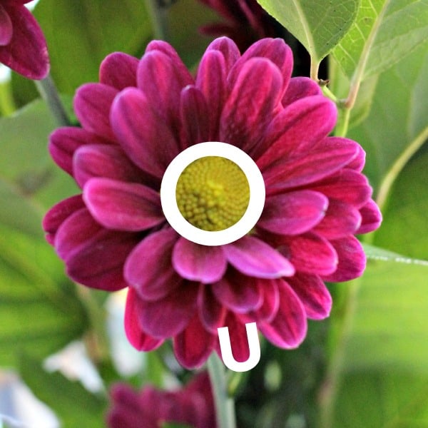 outdoor letter activity using flowers