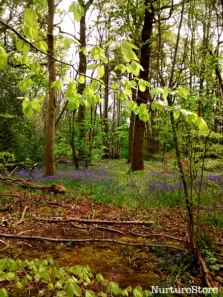 bluebell wood craft