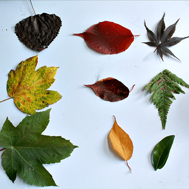 Nature science activities learning about leaves