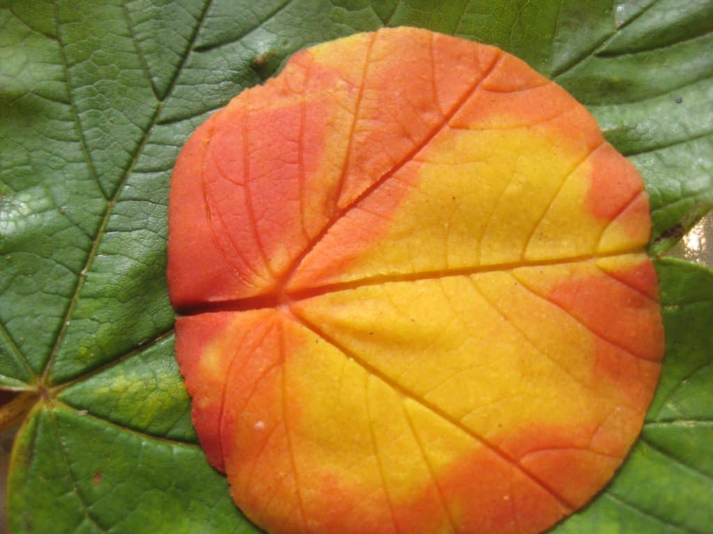 leaf