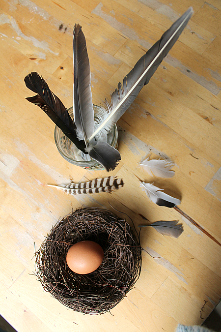 feathers and egg