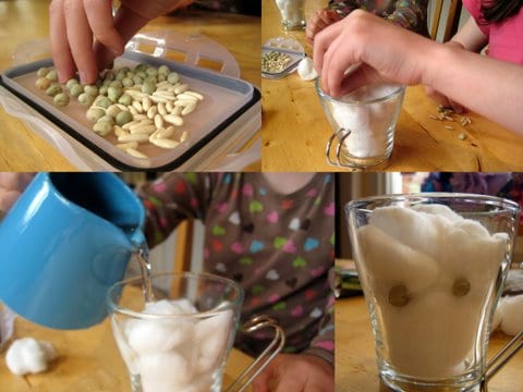 easy seed experiment for children