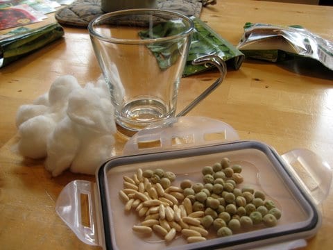 growing-seeds-experiments-for-kids