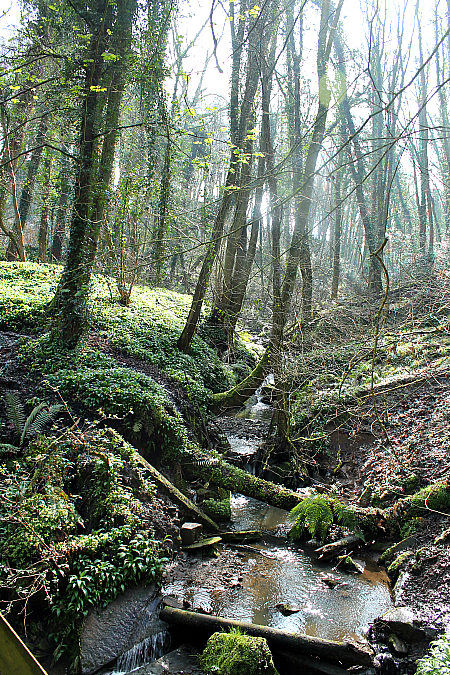 forest nature walk activities for children