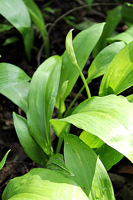 how to identify wild garlic