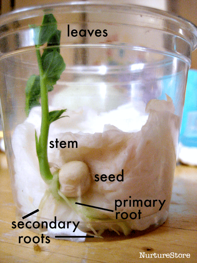 seed germination experiment observation