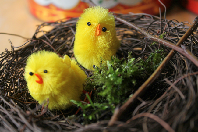 chicks in nest