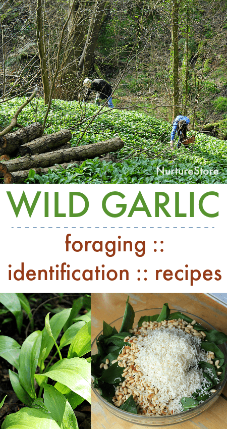 easy wild garlic recipes, how to identify wild garlic, wild garlic pesto recipe