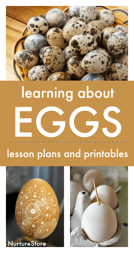 what-are-eggs-lesson-plan-with-printables-nurturestore