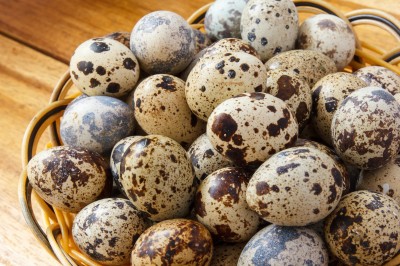 speckled eggs