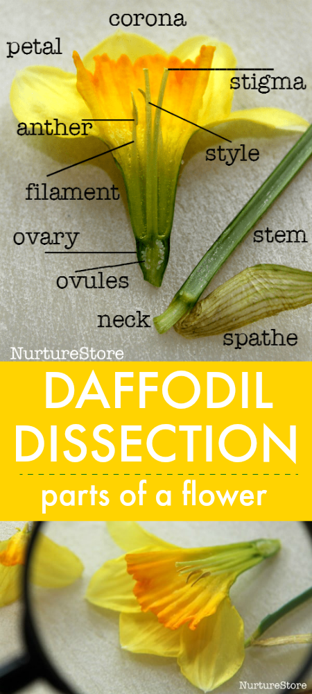 Daffodil dissection :: parts of a flower lesson - NurtureStore