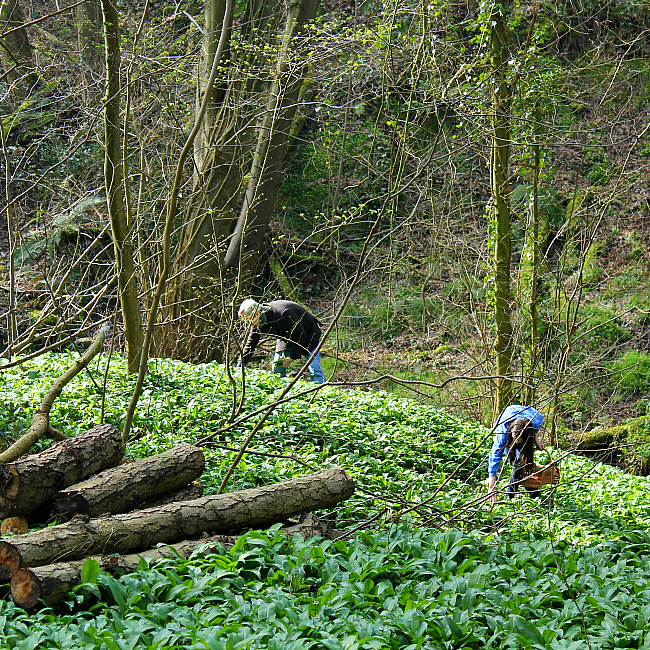 foraging for wild garlic