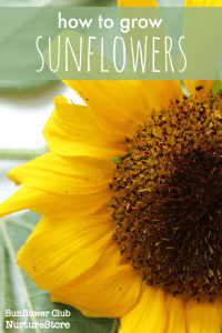 How to grow sunflowers with children - NurtureStore