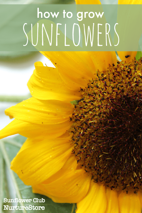 Giant Sunflower Growth Chart