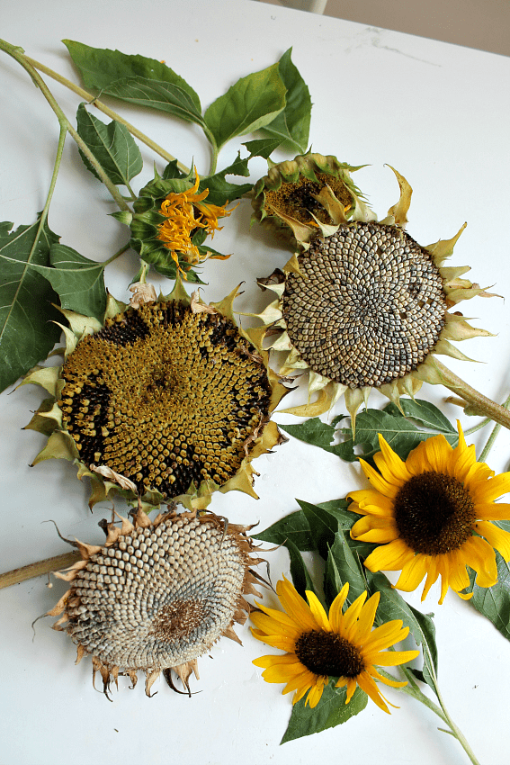 sunflower nature study for children