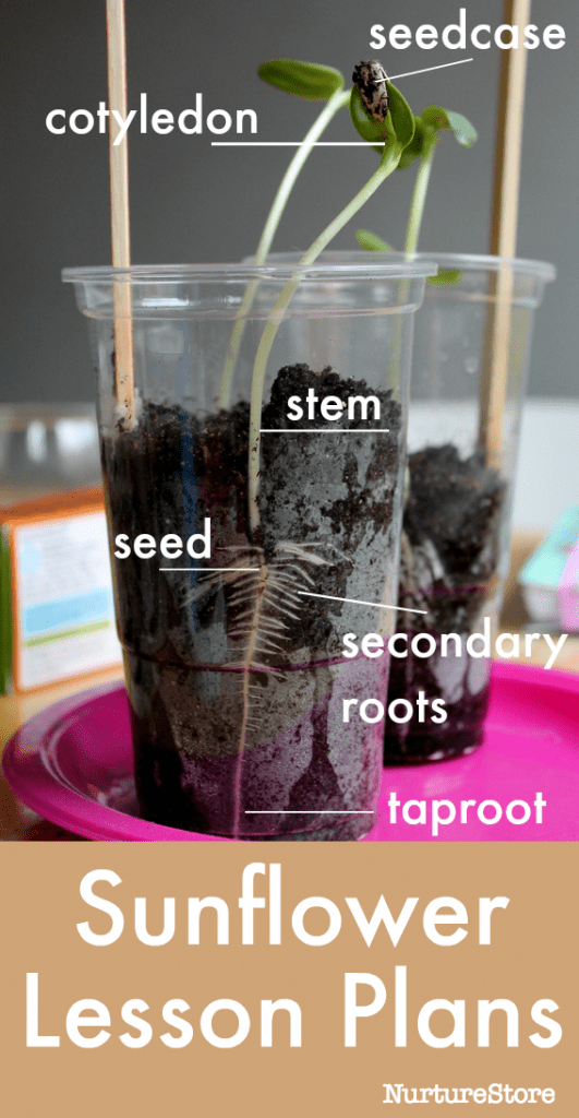 sunflower lesson plans, seed investigation, parts of a plant lesson
