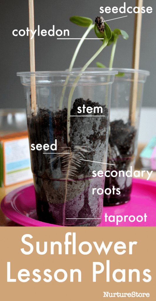 sunflower seeds growing